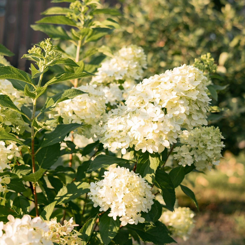Rispenhortensie – Hydrangea panniculata Limelight – Blüte Limonengrün – Cremeweiß – Laubabwerfend – Große Blüten – 17cm – Höhe ca. 50cm – Plant