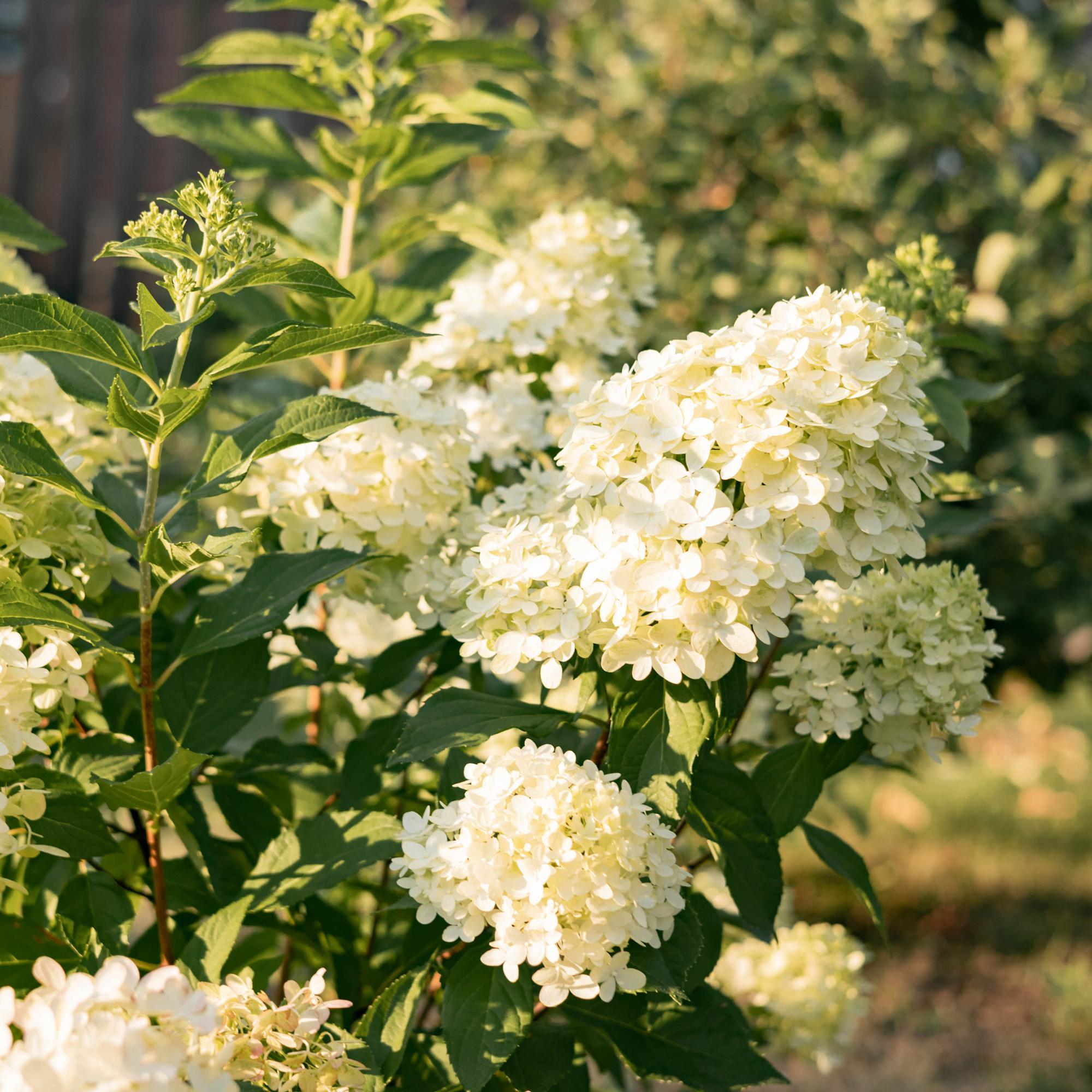 Rispenhortensie – Hydrangea panniculata Limelight – Blüte Limonengrün – Cremeweiß – Laubabwerfend – Große Blüten – 17cm – Höhe ca. 50cm – Plant