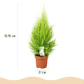 Cupressus Gold Crest Wilma Zimmerpflanze Mit Weißem Topf Ø21cm Höhe ca.85-95cm Zimmerkonifere Pflegeleicht Grünpflanze für Zimmer & Büro & Innenraum