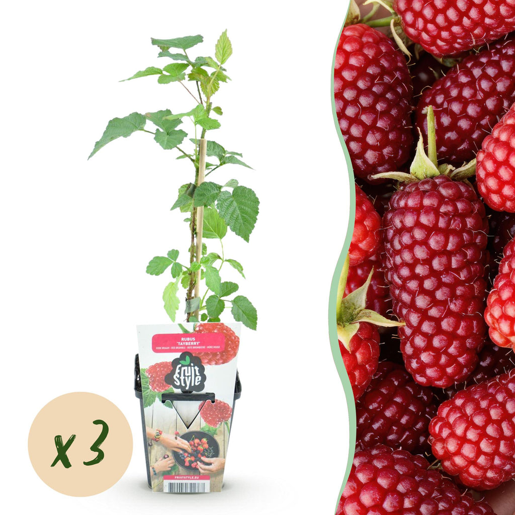 Tayberre Rubus Tayberry winterhart 3 Pflanzen Ø9cm Höhe 30cm – Kreuzung aus Himbeere & Brombeere – Rote Beeren für Garten & Balkon