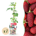Tayberre Rubus Tayberry winterhart 3 Pflanzen Ø9cm Höhe 30cm – Kreuzung aus Himbeere & Brombeere – Rote Beeren für Garten & Balkon