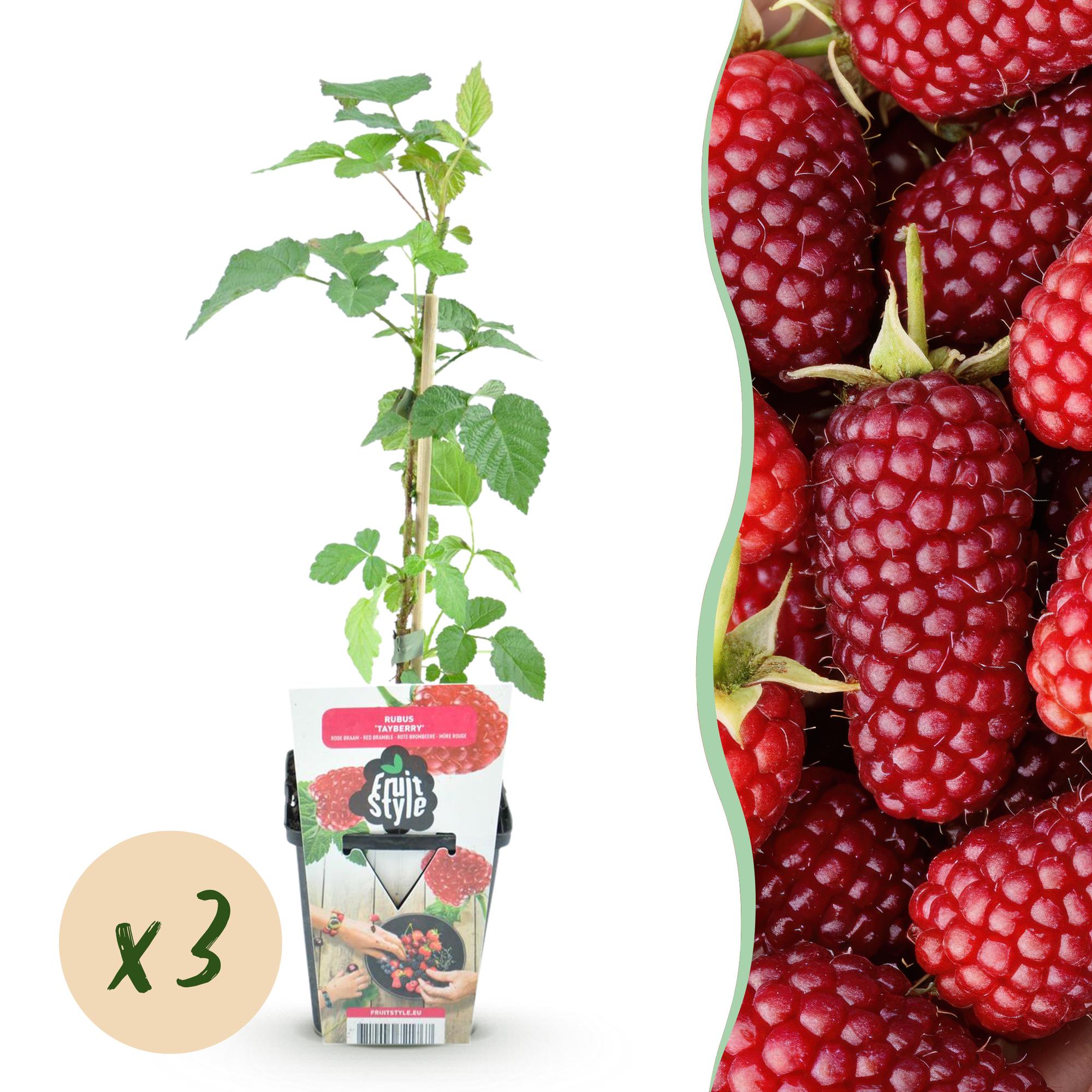 Tayberre Rubus Tayberry winterhart 3 Pflanzen Ø9cm Höhe 30cm – Kreuzung aus Himbeere & Brombeere – Rote Beeren für Garten & Balkon