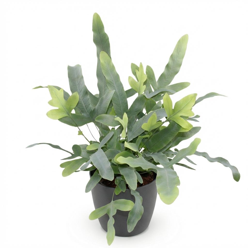 Phlebodium aureum Blue Star Pflanze Mit Grauem Topf Ø12cm Höhe ca.25cm Blauer Farn Haustierfreundlich Pflegeleicht Für Zimmer Büro & Schlafzimmer
