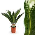 Cycas Revoluta – Palmfarn – 70cm – 17cm – Pflegeleichte Zimmerpflanze mit fiederförmigen Blättern – Robuste Sago – Palme für elegante Innenräume – Plant