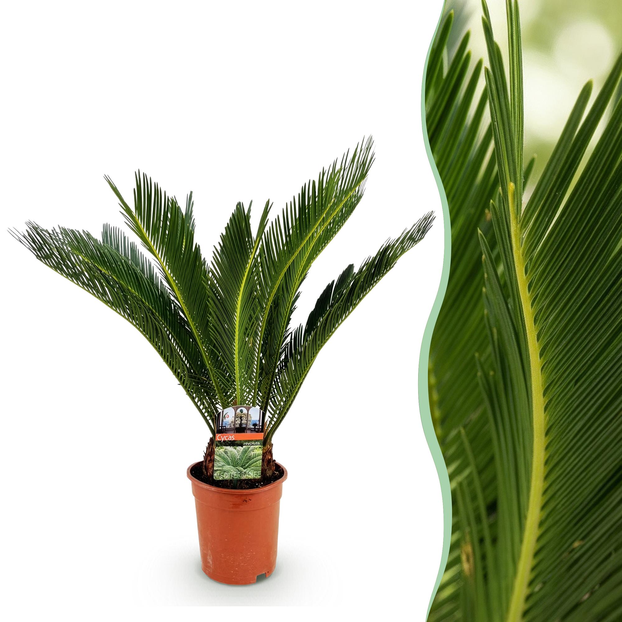 Cycas Revoluta – Palmfarn – 70cm – 17cm – Pflegeleichte Zimmerpflanze mit fiederförmigen Blättern – Robuste Sago – Palme für elegante Innenräume – Plant