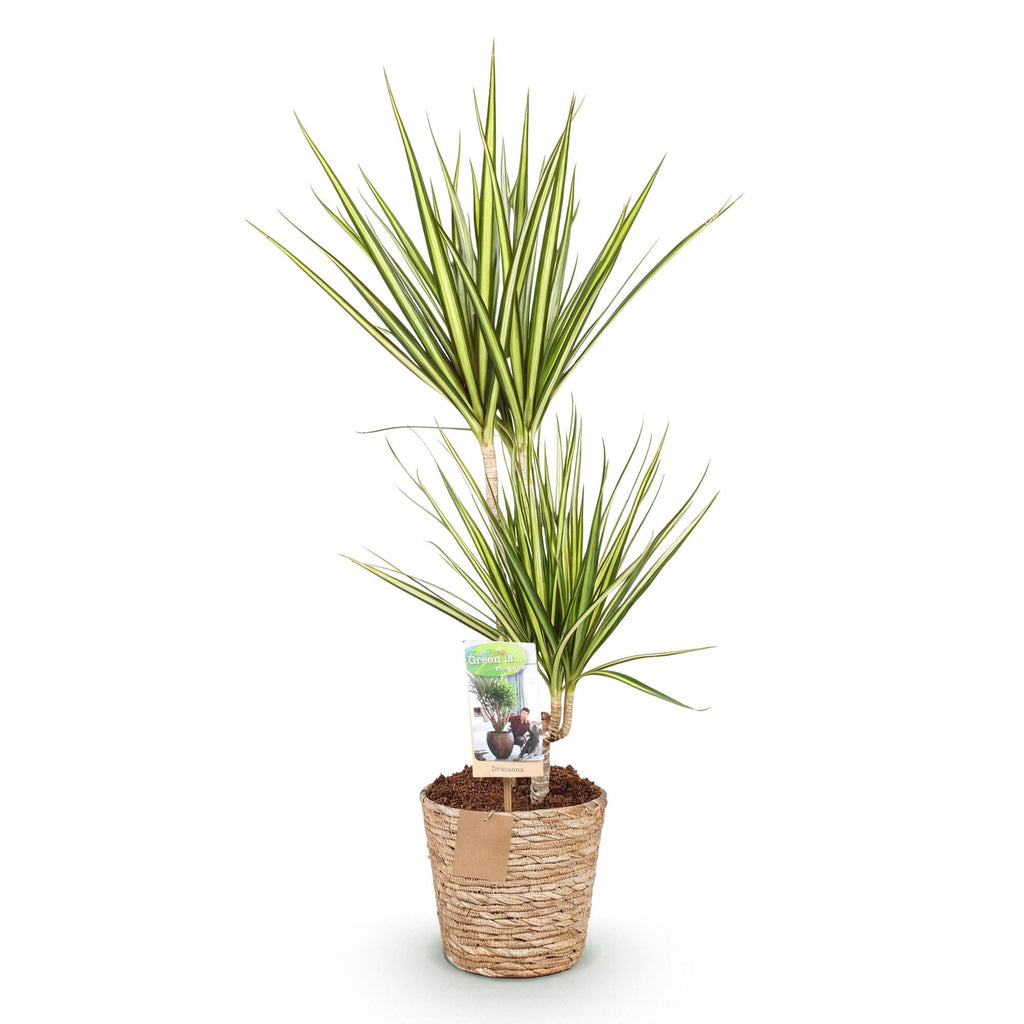 Dracaena Sunray – 70-75cm – 17cm inkl. Naturkorb – Pflegeleichter Drachenbaum – Grün – Gelbes Blattwerk – Plant