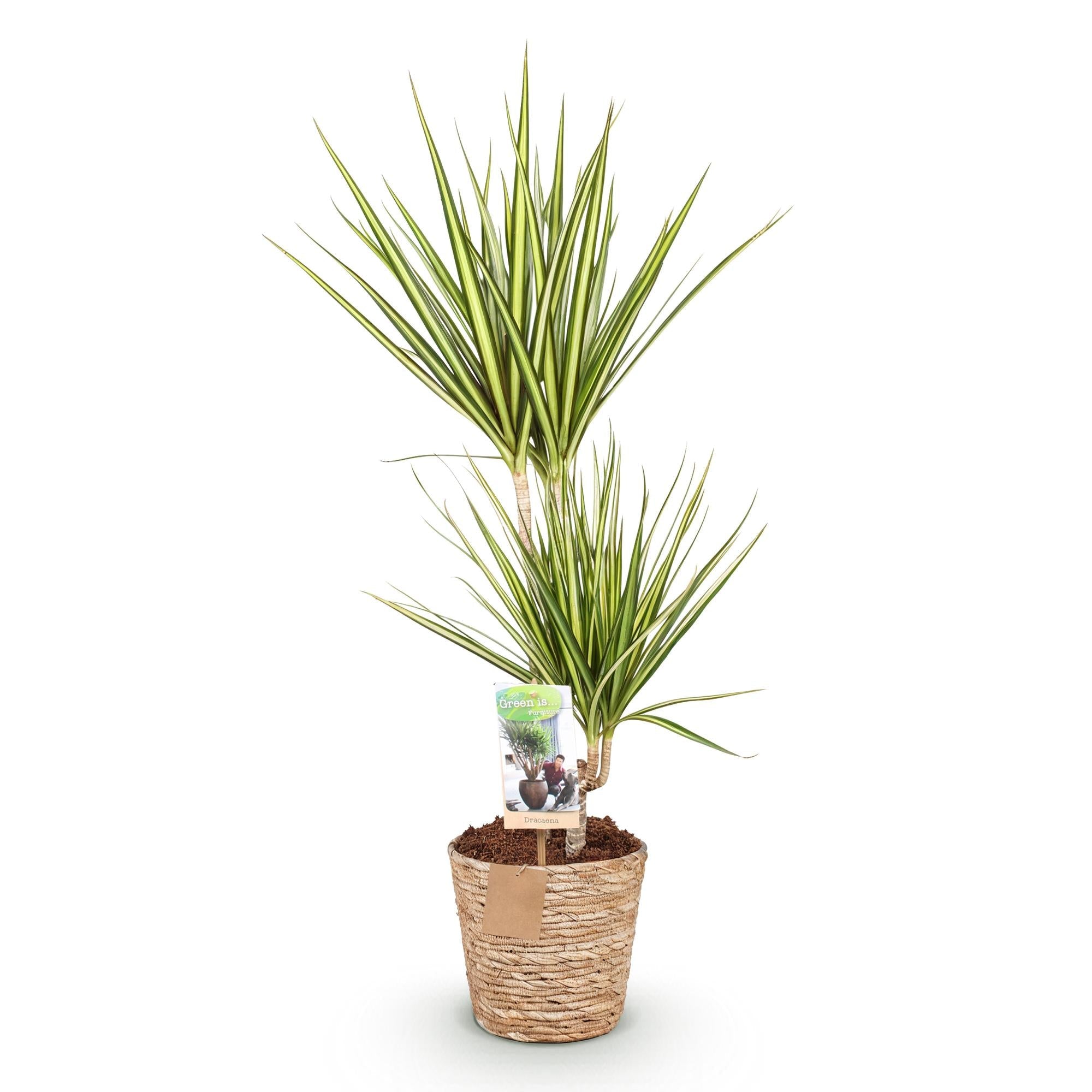 Dracaena Sunray – 70-75cm – 17cm inkl. Naturkorb – Pflegeleichter Drachenbaum – Grün – Gelbes Blattwerk – Plant