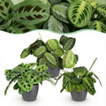 Maranta Mix Set Gebetspflanze Silverband Lemon Lime Kerchoveana Zimmerpflanze 3er Set mit grauem Topf Ø12cm Höhe 25cm Haustierfreundliche Grünpflanzen