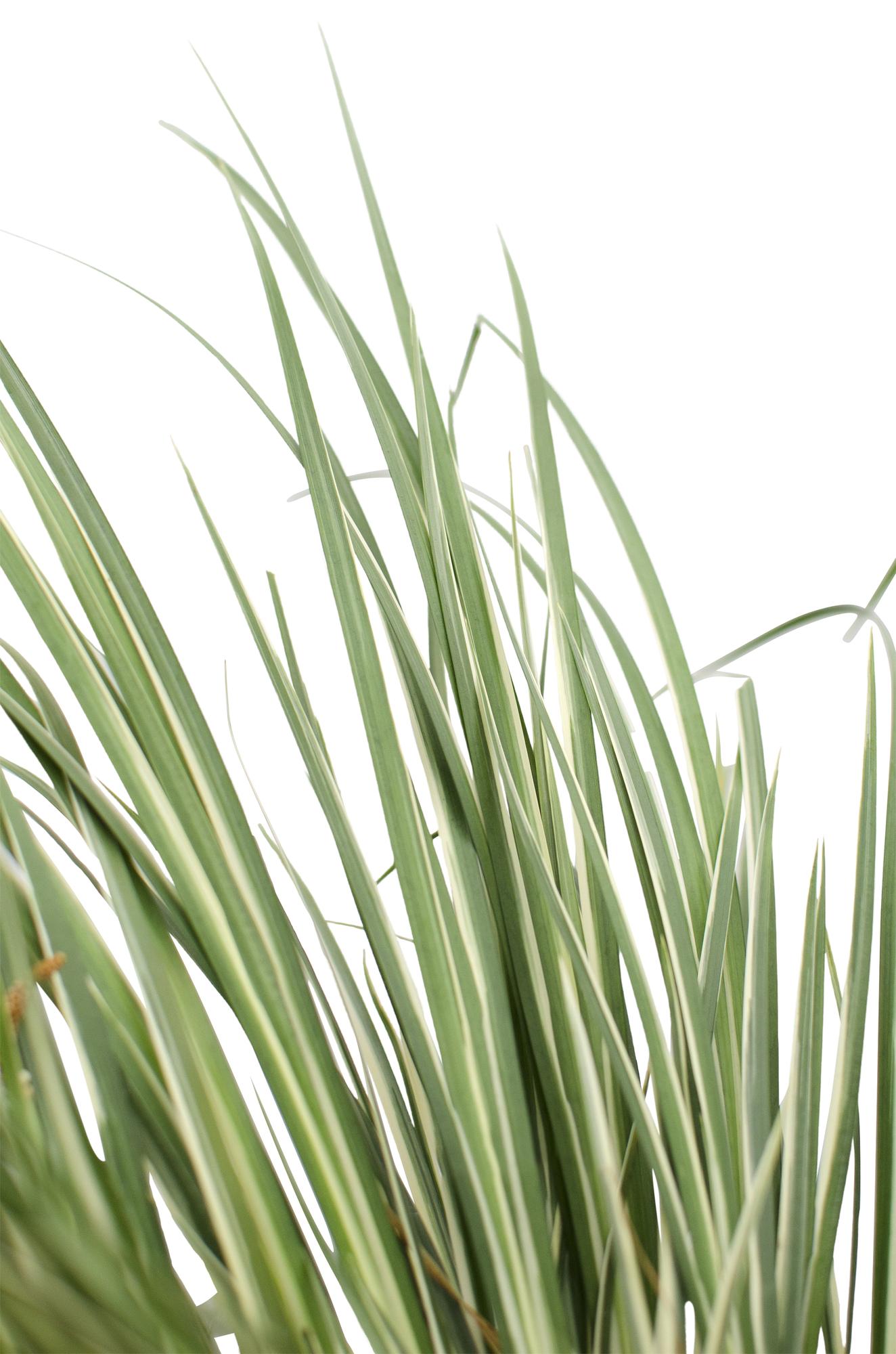 Acorus gramineus 'Argenteostriatus' – Immergrünes Ziergras mit gelbgrünen Streifen – Ø14cm – 30cm hoch – Ideal für feuchte Standorte & Uferbereiche – Plant