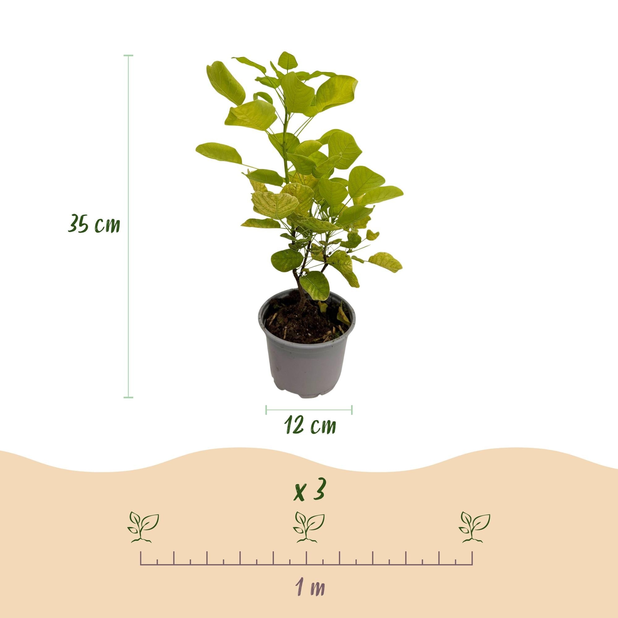 Cotinus coggygria Golden Spirit – Gelbes Laub – 12cm – Höhe ca. 35cm – Laubfallender Perückenstrauch mit gelbem Sommerlaub & orange – Pflegeleicht – Plant