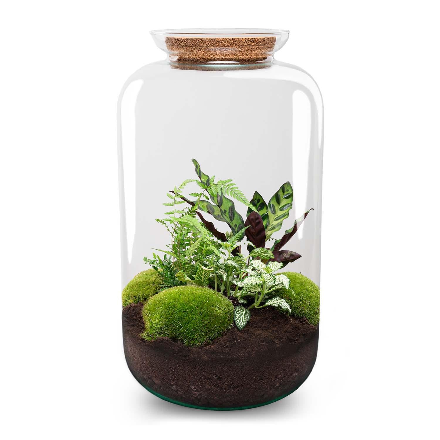 Flaschengarten Botanical Sven XL – DIY Bausatz Terrarium – ↕43cm – Do It Yourself Pflanzen – Set mit Korkdeckel – Autarkes Ökosystem – Plant