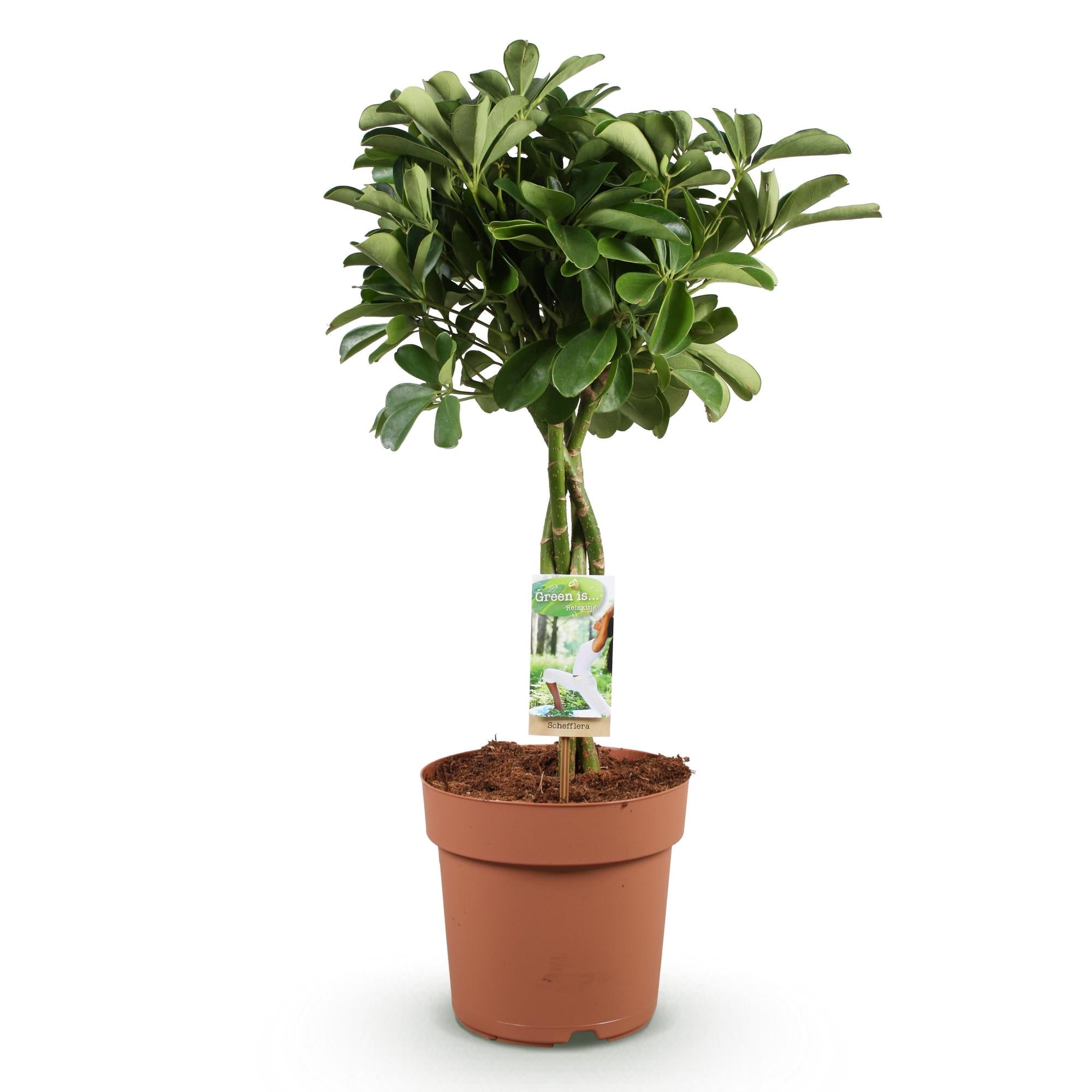 Schefflera Nora – 70-82cm – 21cm – Pflegeleichter Fingerbaum – Dunkelgrüne Zimmerpflanze für Wohnzimmer, Büro & Schlafzimmer – Luftreinigend & robust – Plant