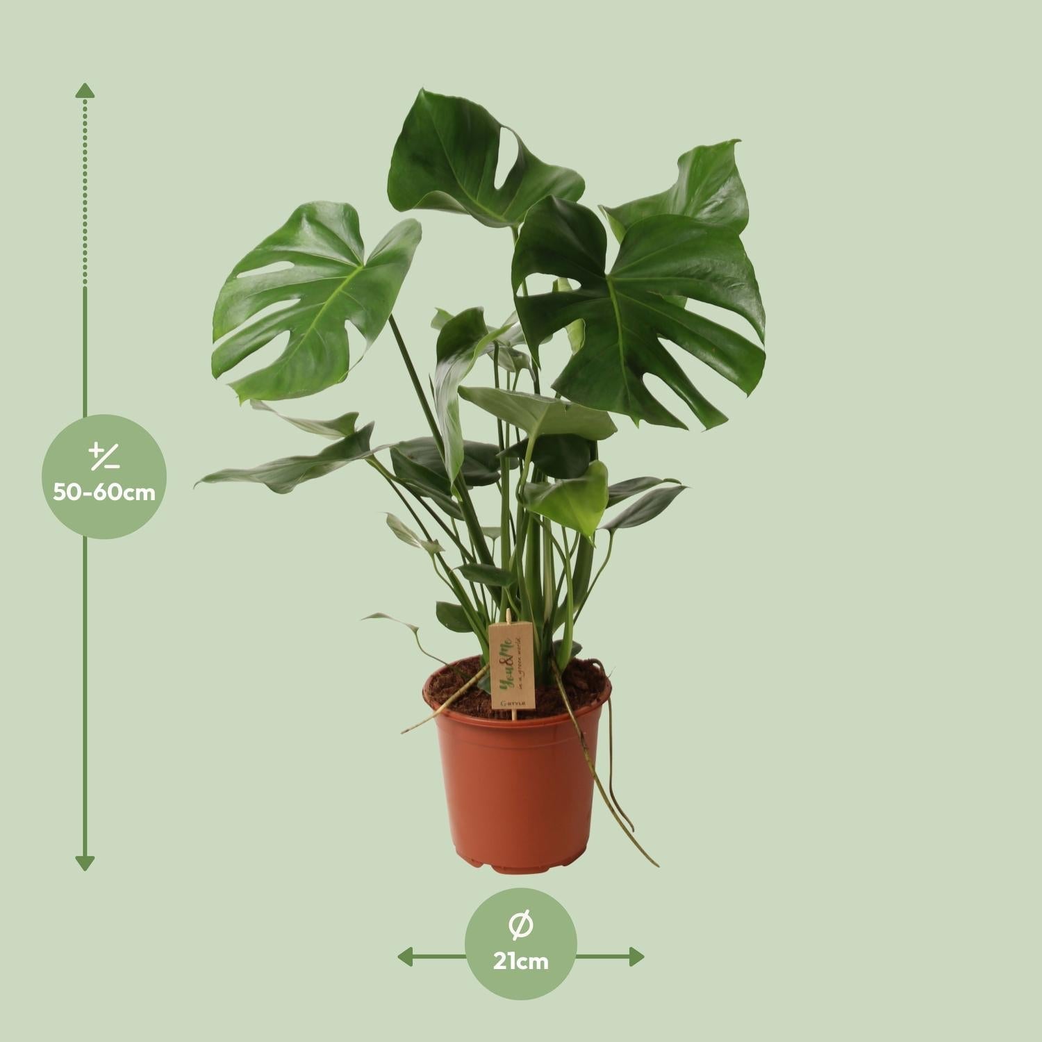 Monstera Deliciosa – Schweizer Käsepflanze – Zimmerpflanze ca. 60cm hoch – Ø21cm – Tropische Blattschmuckpflanze mit Luftreinigender Wirkung – Pflegeleicht & dekorativ – Plant