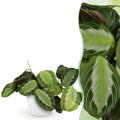 Maranta Fascinator Silverband Pflanze Mit Weißem Topf Ø12cm Höhe ca.25cm Gebetspflanze Grün Haustierfreundlich Pflegeleicht Für Zimmer Büro &