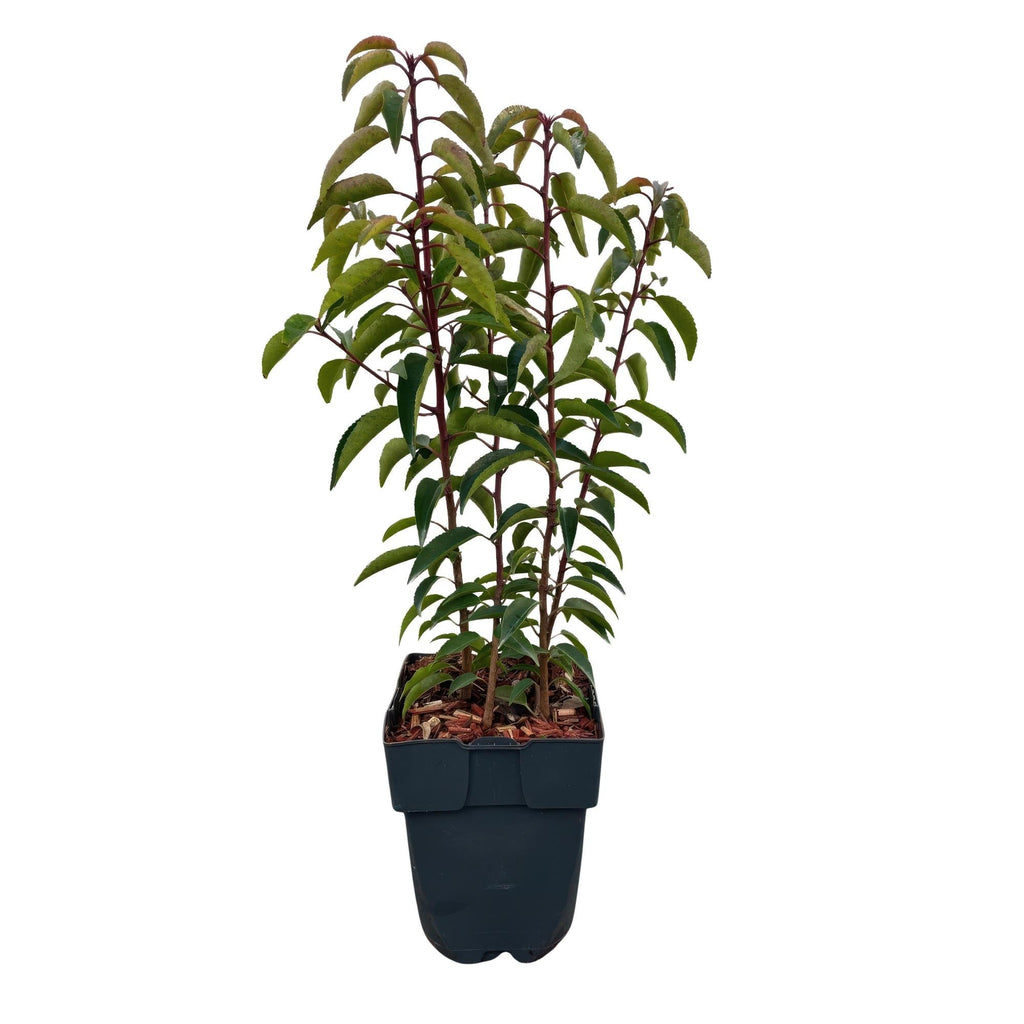 Chickasa – Pflaume – Prunus lusitanica Angustifolia – 6 Pflanzen – Heckenpflanze 1m – Immergrün – Blatt grün – 17cm – Höhe 50cm – Plant