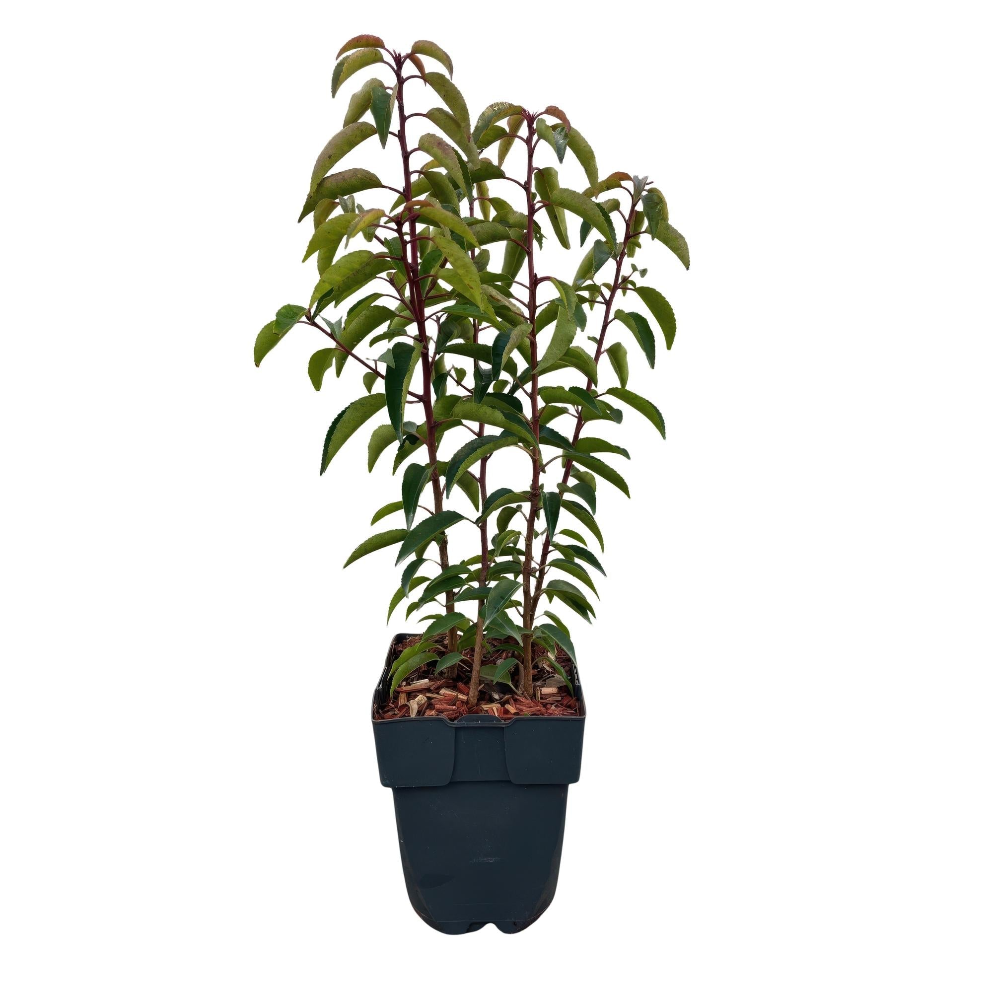 Chickasa – Pflaume – Prunus lusitanica Angustifolia – 6 Pflanzen – Heckenpflanze 1m – Immergrün – Blatt grün – 17cm – Höhe 50cm – Plant