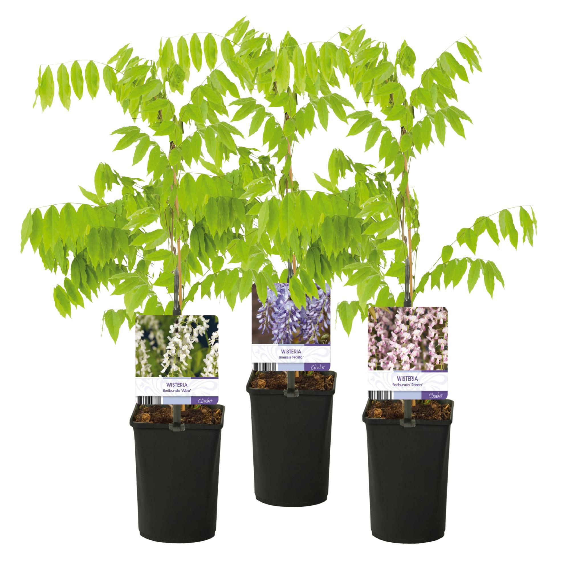 Blauregen Wisteria floribunda Tricolour – Blau, Rosa & Weiß – 3 Pflanzen – 11cm x H40cm – Duftend & Kletterpflanze – Für Pergolen, Zäune & Wände – Plant