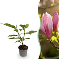 Magnolia Ricki – 12cm – Höhe ca. 30cm – Laubabwerfende Magnolie mit rosa Frühlingsblüten – Pflegeleicht für Beet, Balkon & Terrasse – Plant