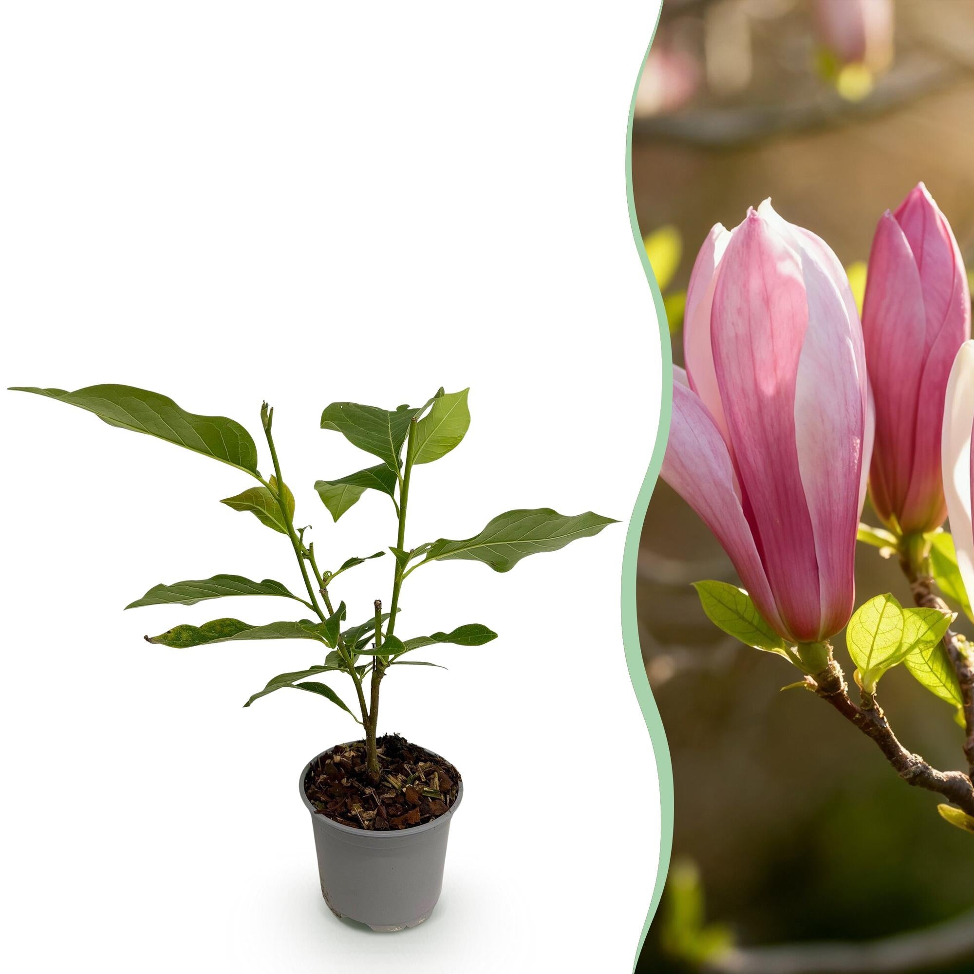 Magnolia Ricki – 12cm – Höhe ca. 30cm – Laubabwerfende Magnolie mit rosa Frühlingsblüten – Pflegeleicht für Beet, Balkon & Terrasse – Plant