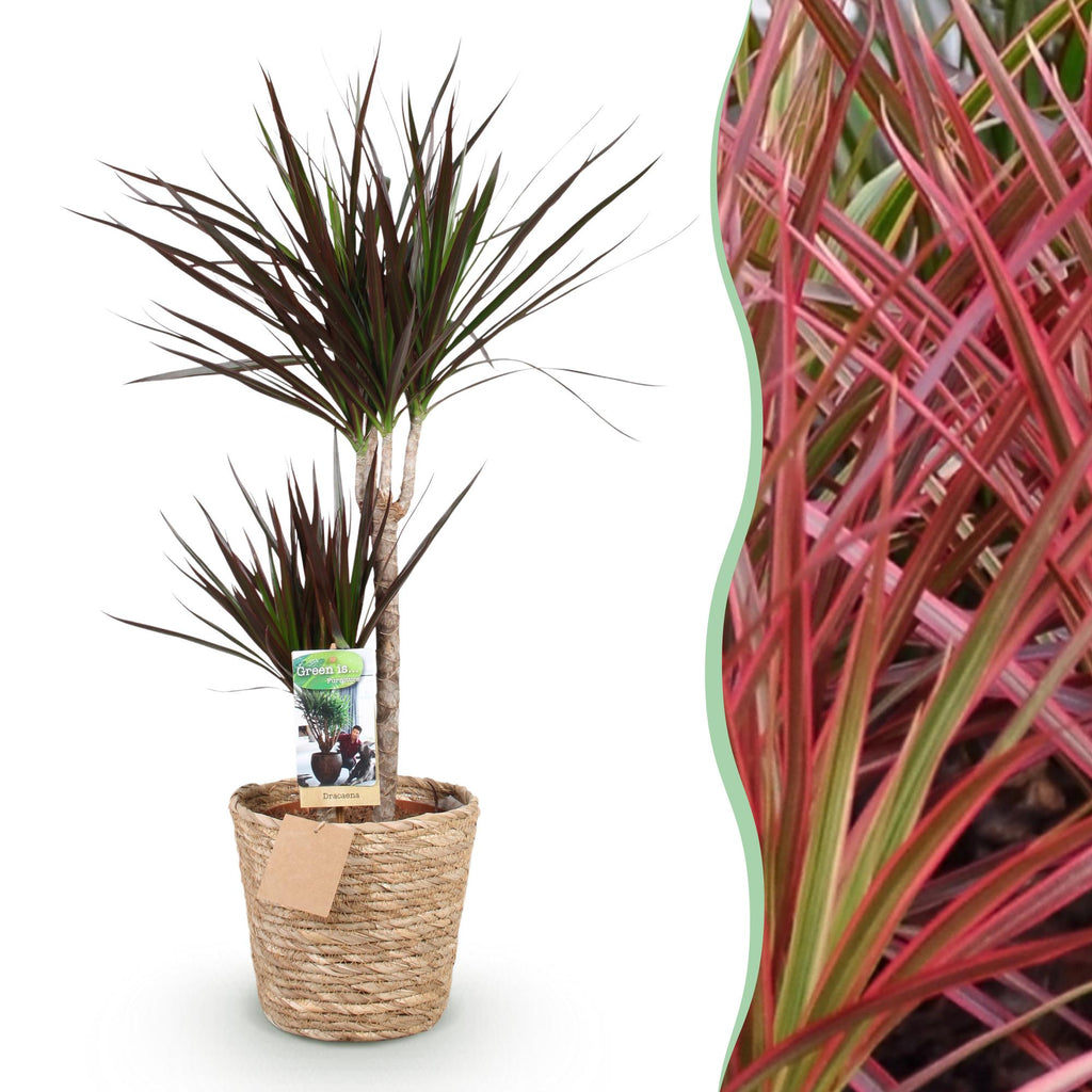 Dracaena Magenta – 90-100cm – 21cm inkl. Naturkorb – Pflegeleichter Drachenbaum – Tiefrote Stängel & grün – magenta Blattwerk – Plant