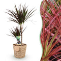 Dracaena Magenta – 90-100cm – 21cm inkl. Naturkorb – Pflegeleichter Drachenbaum – Tiefrote Stängel & grün – magenta Blattwerk – Plant