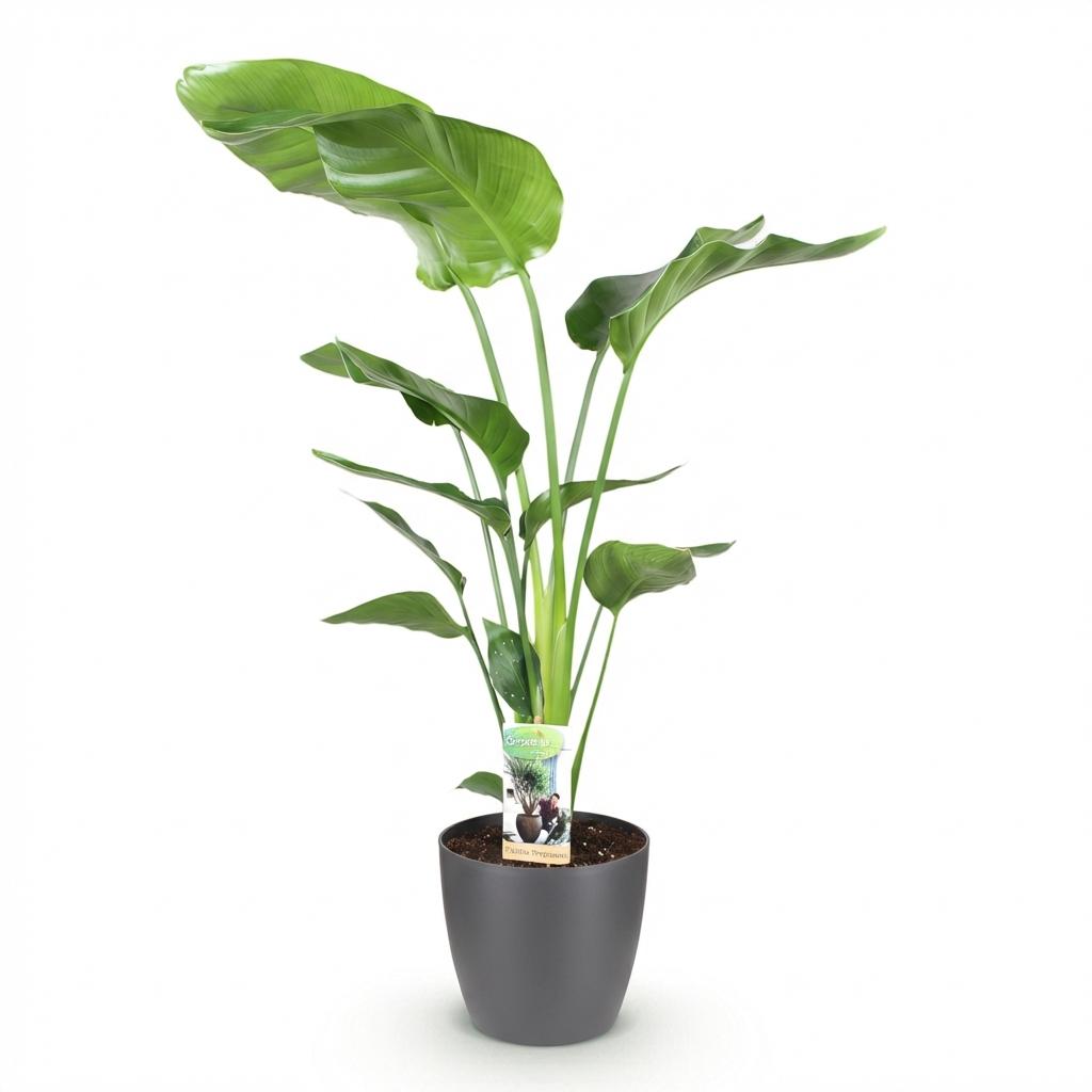 Strelitzia Nicolai Pflanze Mit Grauem Topf Ø21cm Höhe ca.110-120cm Paradiesvogelblume Großpflanze Pflegeleicht Grünpflanze Für Zimmer Büro &