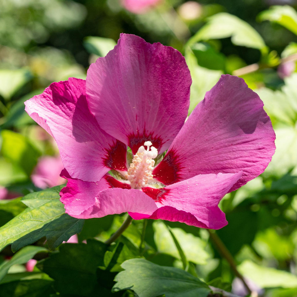 Garteneibisch Hibiscus syriacus Woodbridge – Strauch – Blüte Rosa – Laubabwerfend – Pflegeleicht – 17cm Höhe 45cm – Für Garten & Terrasse – Plant