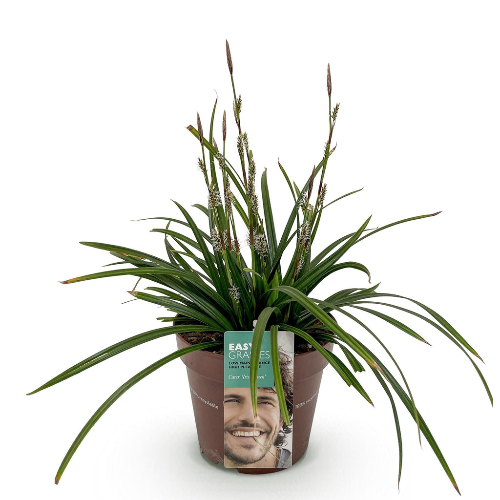 Ziergras Segge Carex morrowii Irish Green – Immergrün & winterhart – Frischgrünes Ziergras – Höhe ca. 50cm – 17cm – Für Beet, Kübel & Terrasse – Plant
