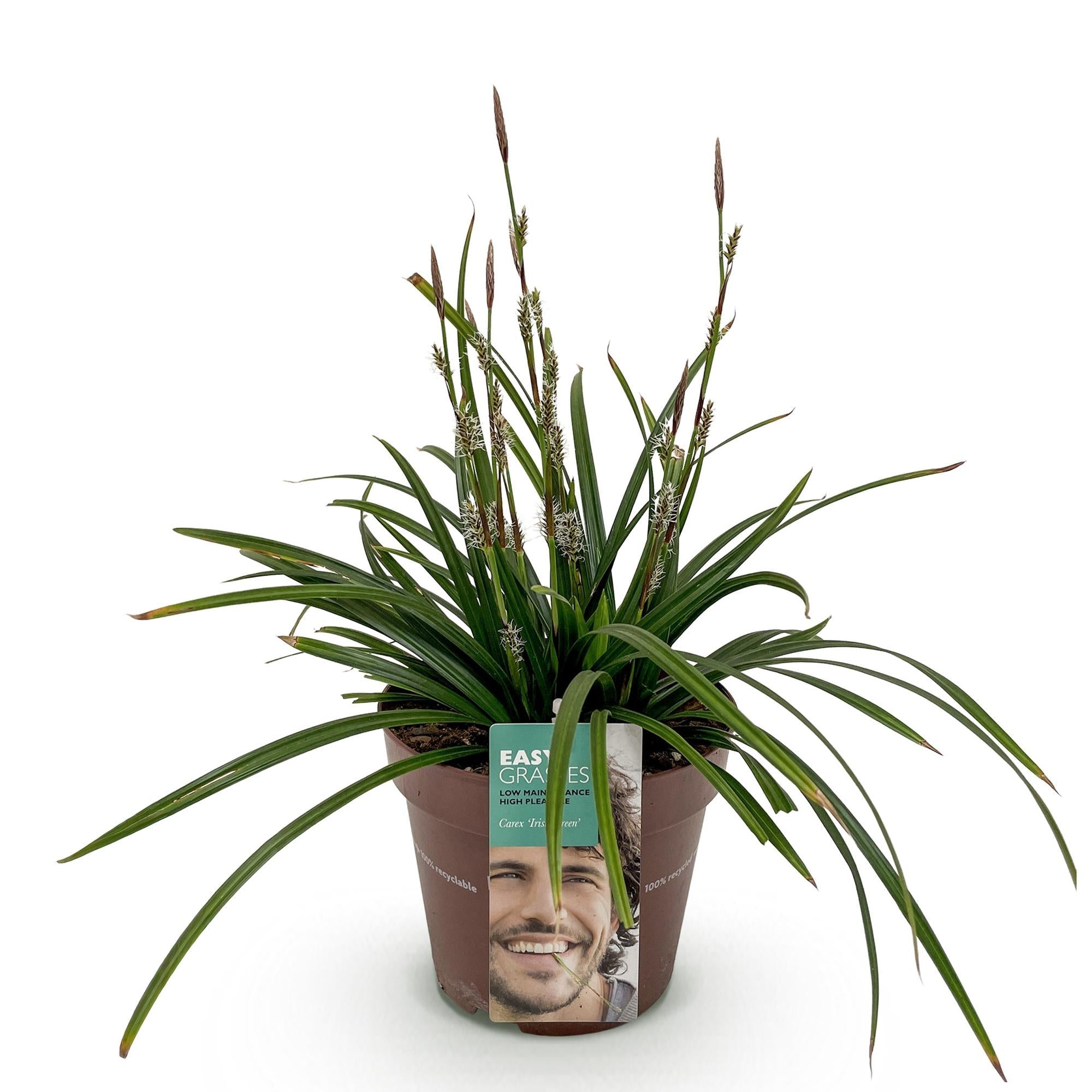 Ziergras Segge Carex morrowii Irish Green – Immergrün & winterhart – Frischgrünes Ziergras – Höhe ca. 50cm – 17cm – Für Beet, Kübel & Terrasse – Plant