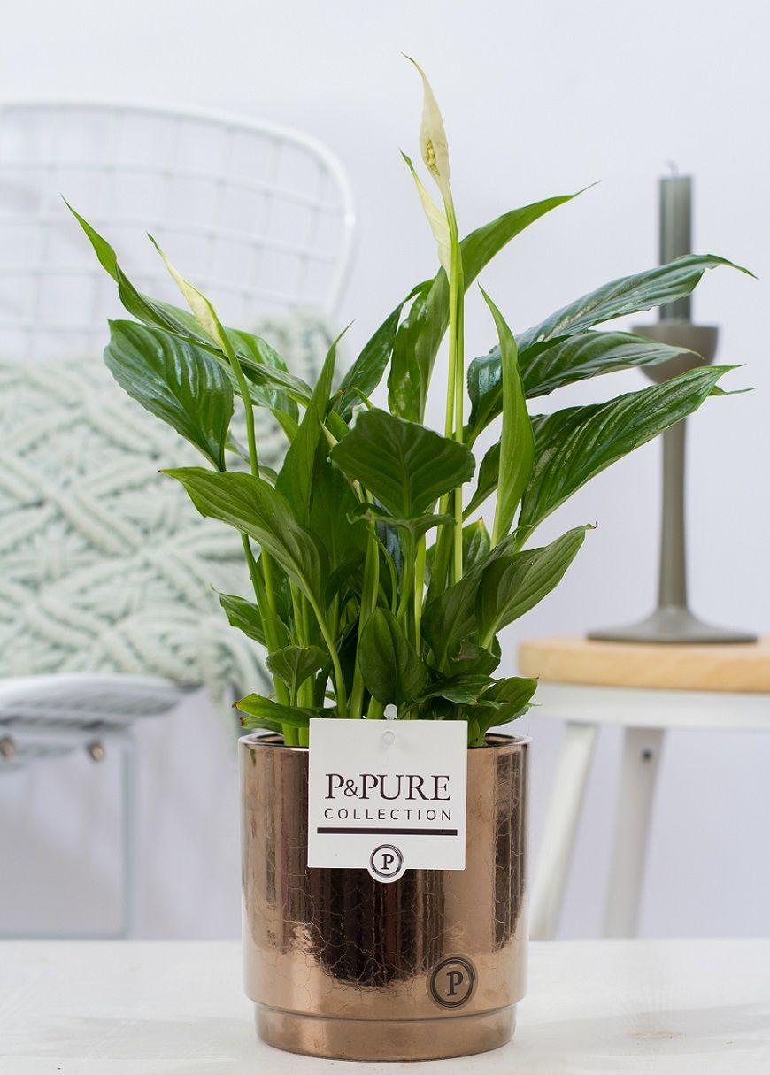 Spathiphyllum im Keramiktopf – Friedenslilie – Goldbronze – Ø12cm ↕35cm – Einblatt mit weißen Blüten – Luftreinigende Zimmerpflanze – Plant