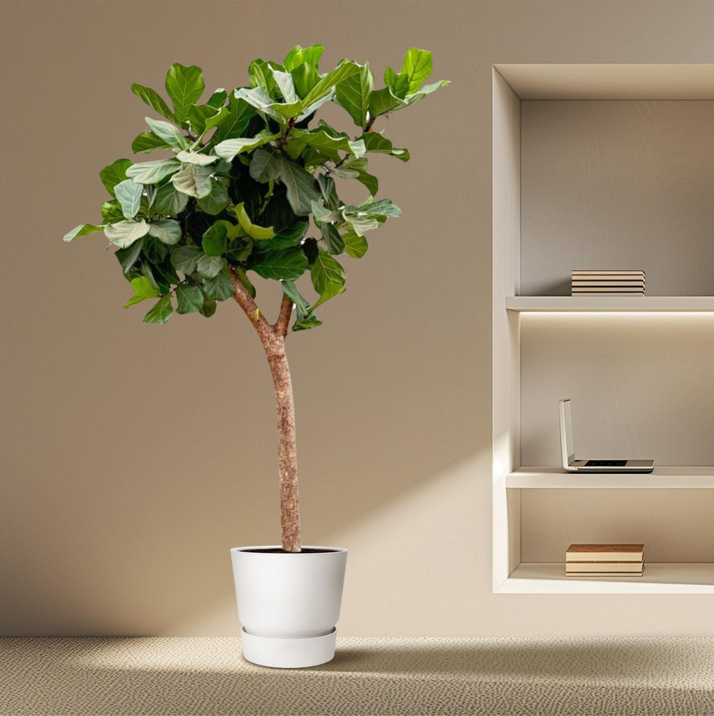 Ficus Lyrata Baum XXL 230cm – Geigenfeige Zimmerpflanze extra groß – Ø40-45cm – große glänzende Blätter – ideal für Wohnzimmer & Büro – Plant
