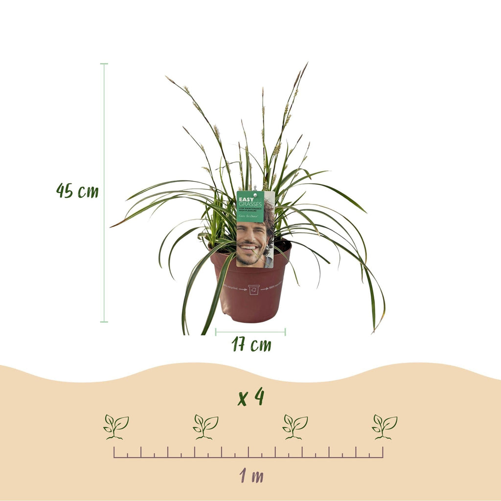 Weißrandige Segge Carex morrowii Ice Dance – Ø17cm – Immergrün, winterhart & pflegeleicht – Weiß – grüne Blätter – Höhe ca. 50cm – Plant