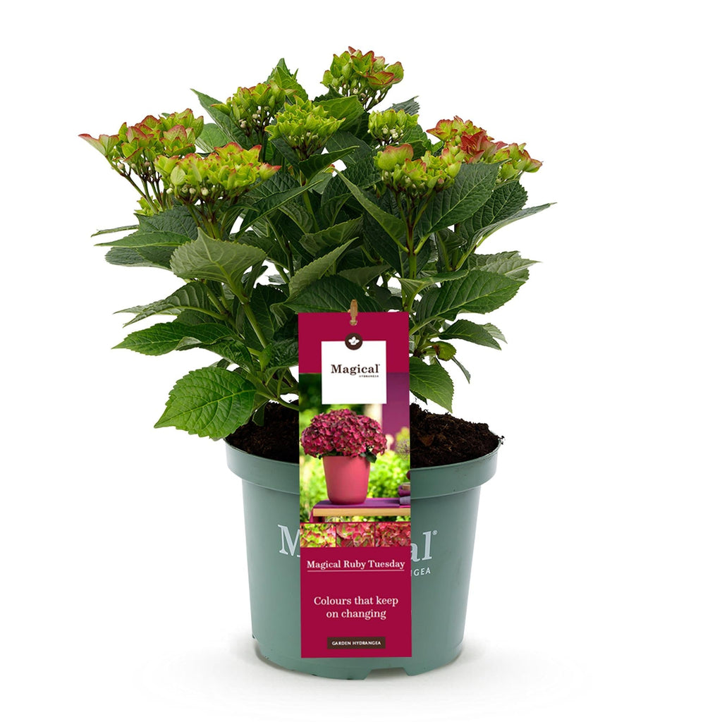 Hortensie Magical Ruby Tuesday & Saphire – 2 Pflanzen – Hydrangea macrophylla – 23cm – Ca. 55cm hoch – 6-10 Blüten – Für Balkon, Terrasse & Beet – Plant