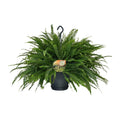 Schwertfarn – Nephrolepis Green Lady – Zimmerpflanze – Ø20cm – ↕60cm – Boston – Farn – Pflegeleicht – Luftreinigend – Plant