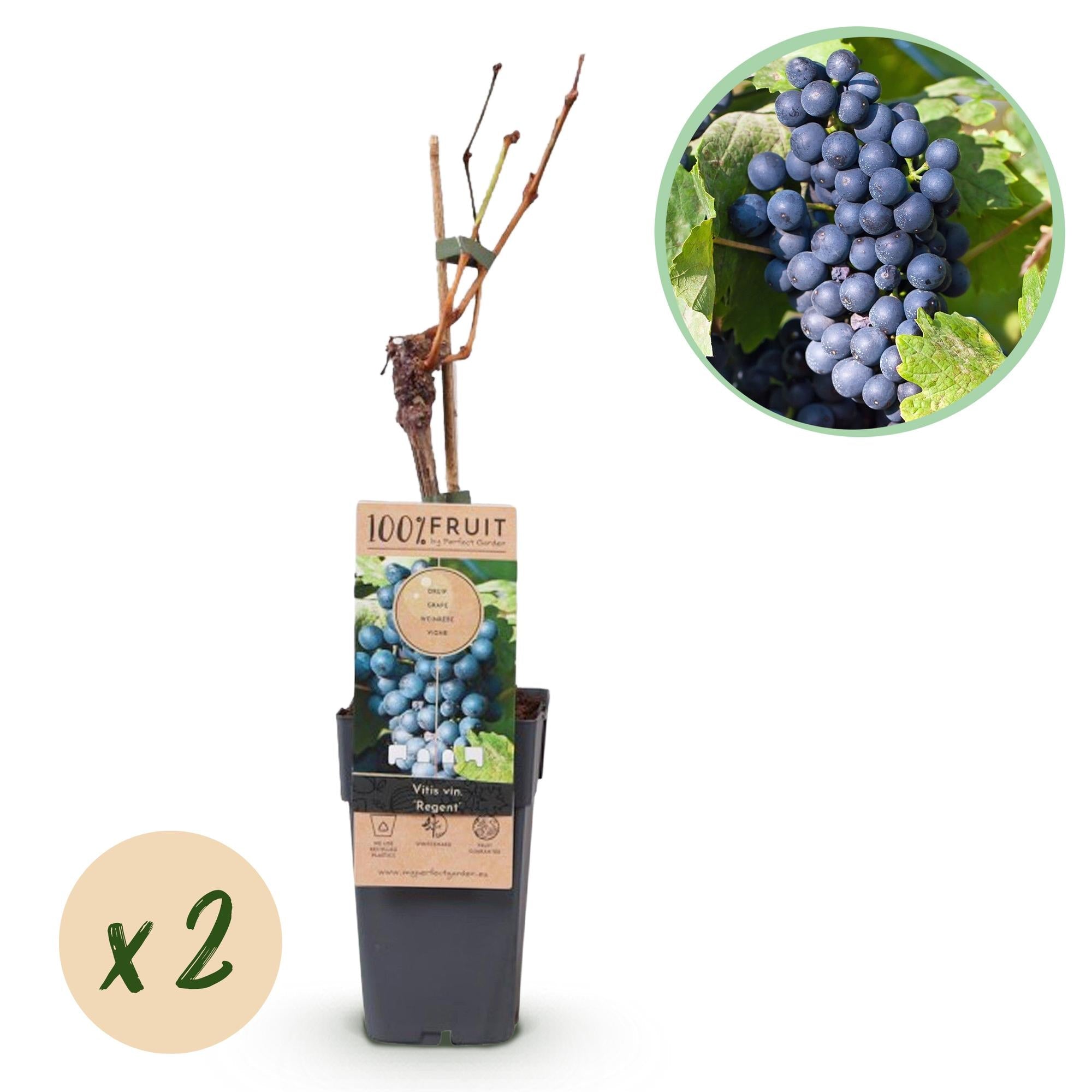 Weinrebe – Blaue Traube – Vitis vinifera Regent – Obstpflanze – 2 Pflanzen – 15cm – Höhe ca. 50cm – Plant