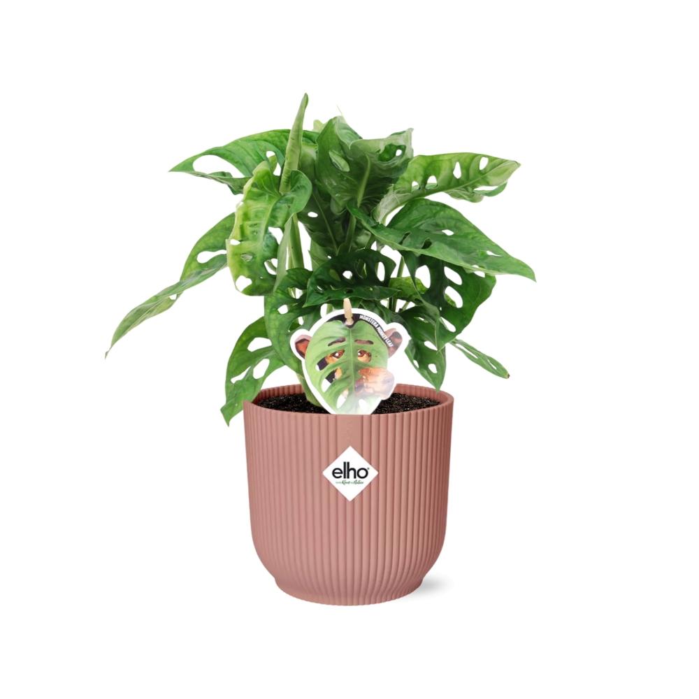 Fensterblatt – Monstera ‘Monkey Leaf’ im Topf Vibes Fold 14cm – Zimmerpflanze im Dekotopf Rose – Pflegeleicht & luftreinigend – Plant