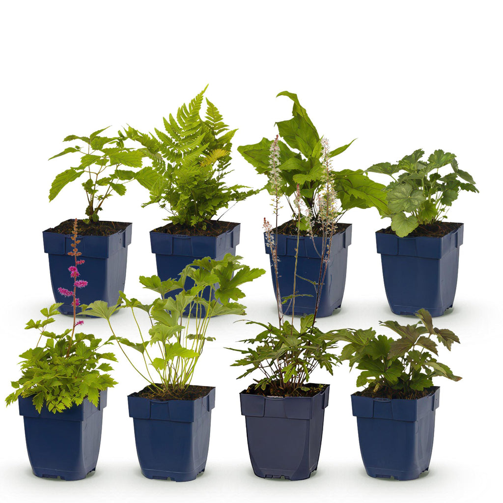 Staudenset – Schatten – 6 schattenverträgliche Stauden – Für 1m² Beet – Verschiedene Farben – Pflegeleicht – Ø11cm – Plant
