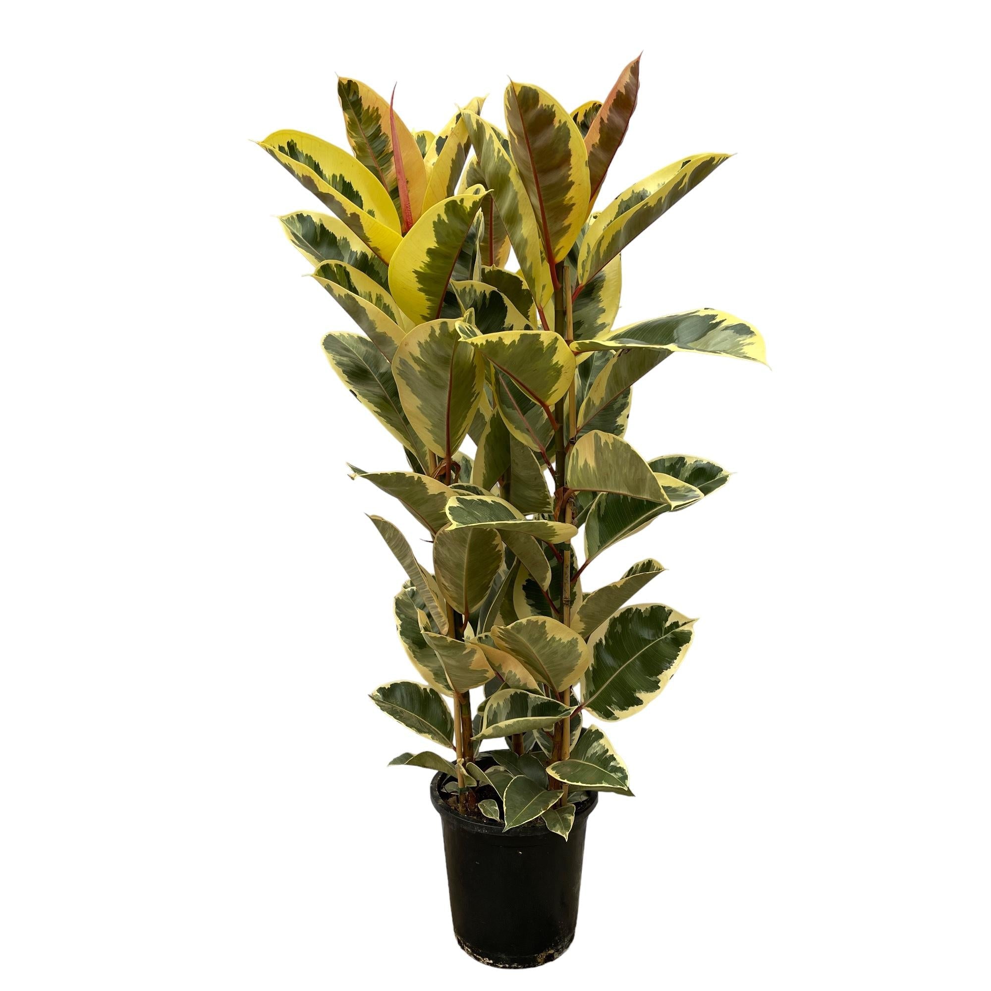 Ficus Elastica 'Tineke' – Gummibaum – Zimmerpflanze – Ø28cm – Höhe ca. 160cm – Großblättrige, pflegeleichte Pflanze – Für helle Innenräume & Büros – Plant