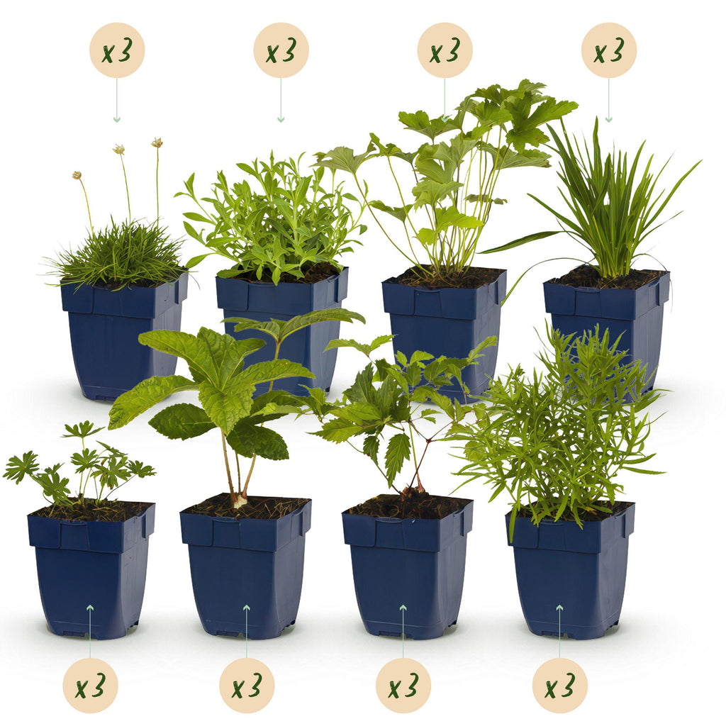 Staudenset Weiß – 24 weißblühende Stauden für ca. 3m² – Elegantes Borderpaket für sonnige Gartenbereiche – Pflegeleicht & harmonisch abgestimmt – Plant