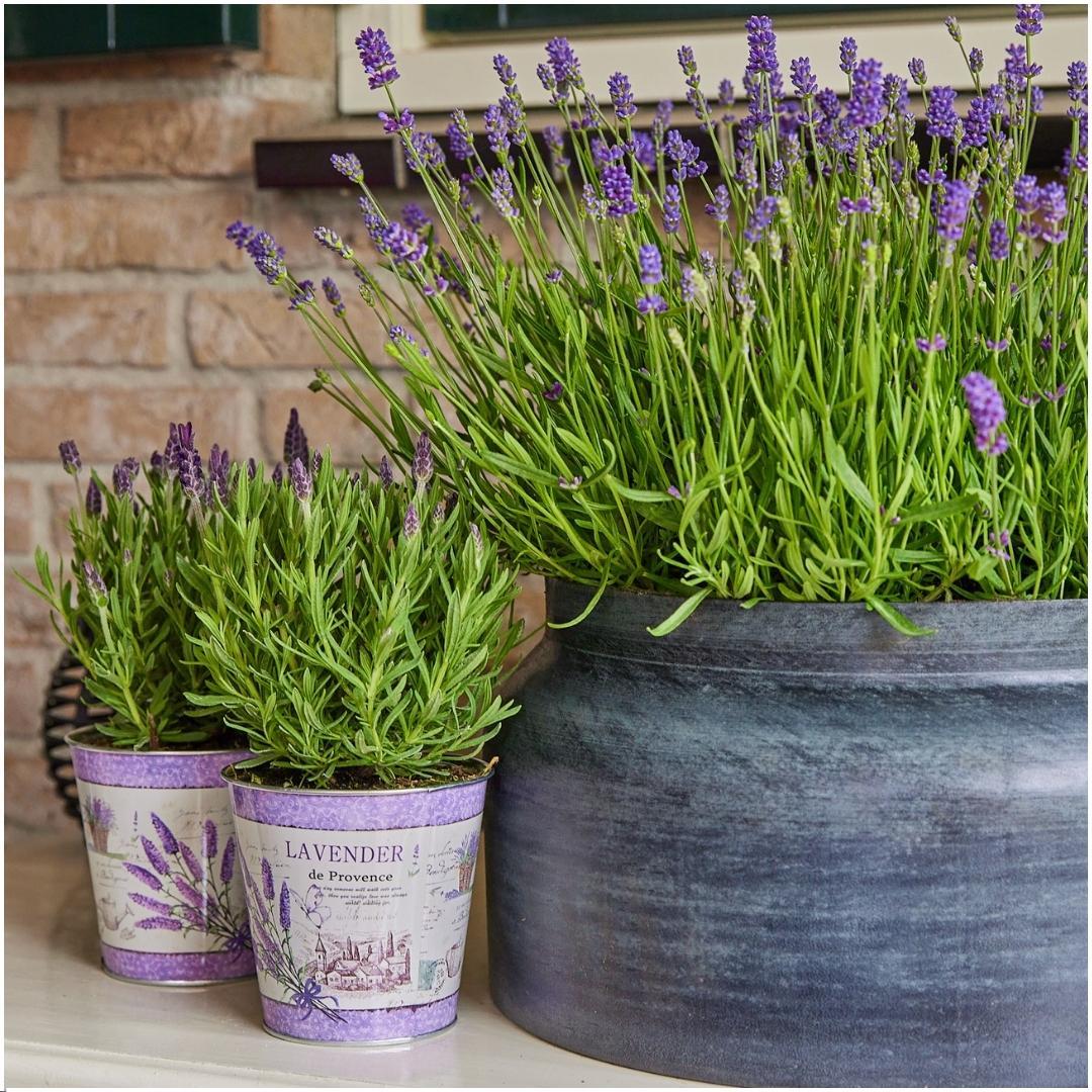 Echter Lavendel Lavandula stoechas Anouk – 3 Pflanzen – Duftender Schopflavendel im Dekotopf Lavenderprint – Ø13cm – Winterhart – Plant