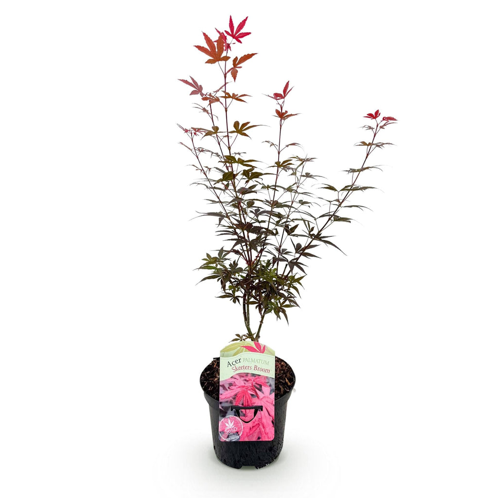 Japanischer Ahorn Acer palmatum 'Skeeter’s Broom' – Lila – Balkon – & Gartenpflanze – Ø19cm – Ca. 70cm hoch – Plant