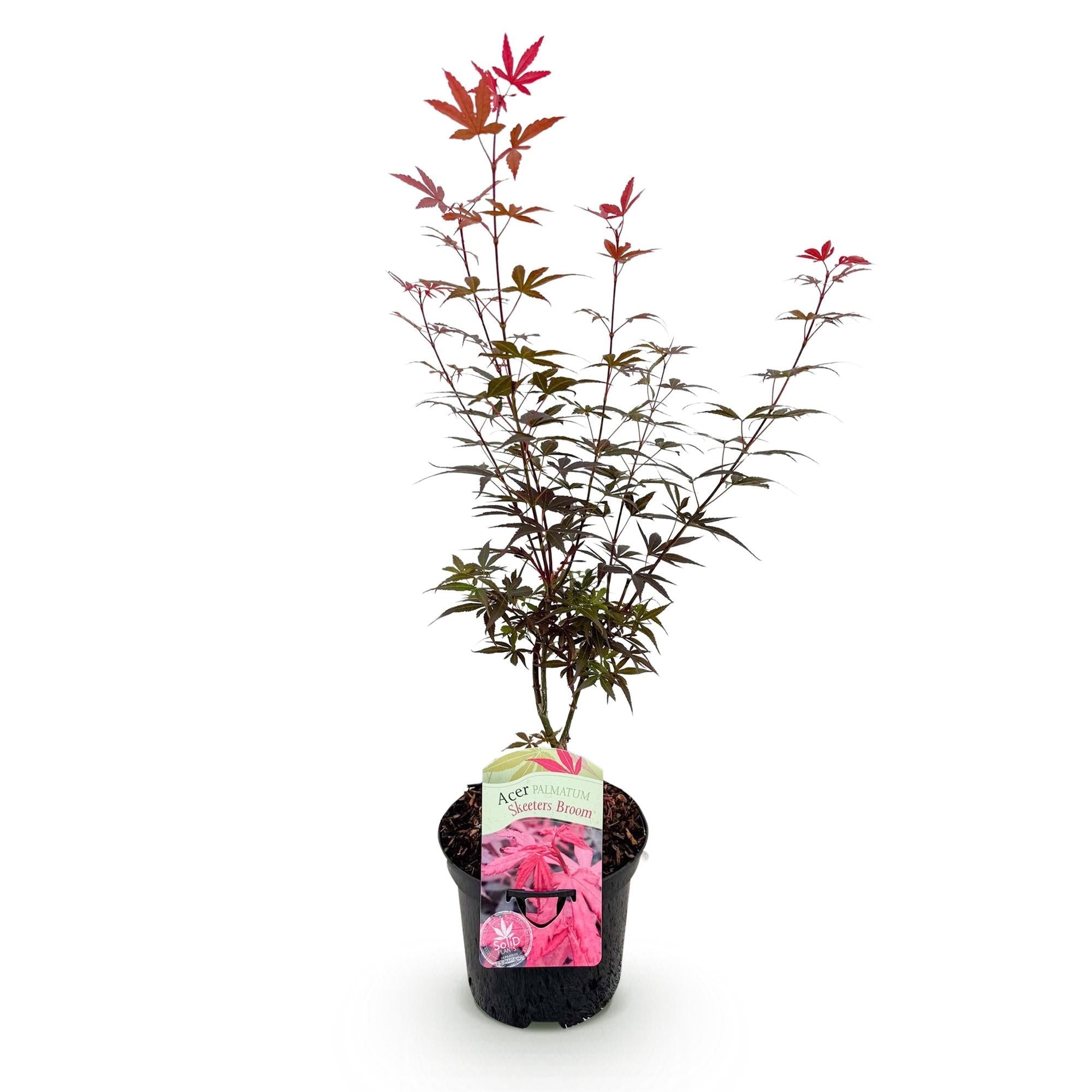 Japanischer Ahorn Acer palmatum 'Skeeter’s Broom' – Lila – Balkon – & Gartenpflanze – Ø19cm – Ca. 70cm hoch – Plant