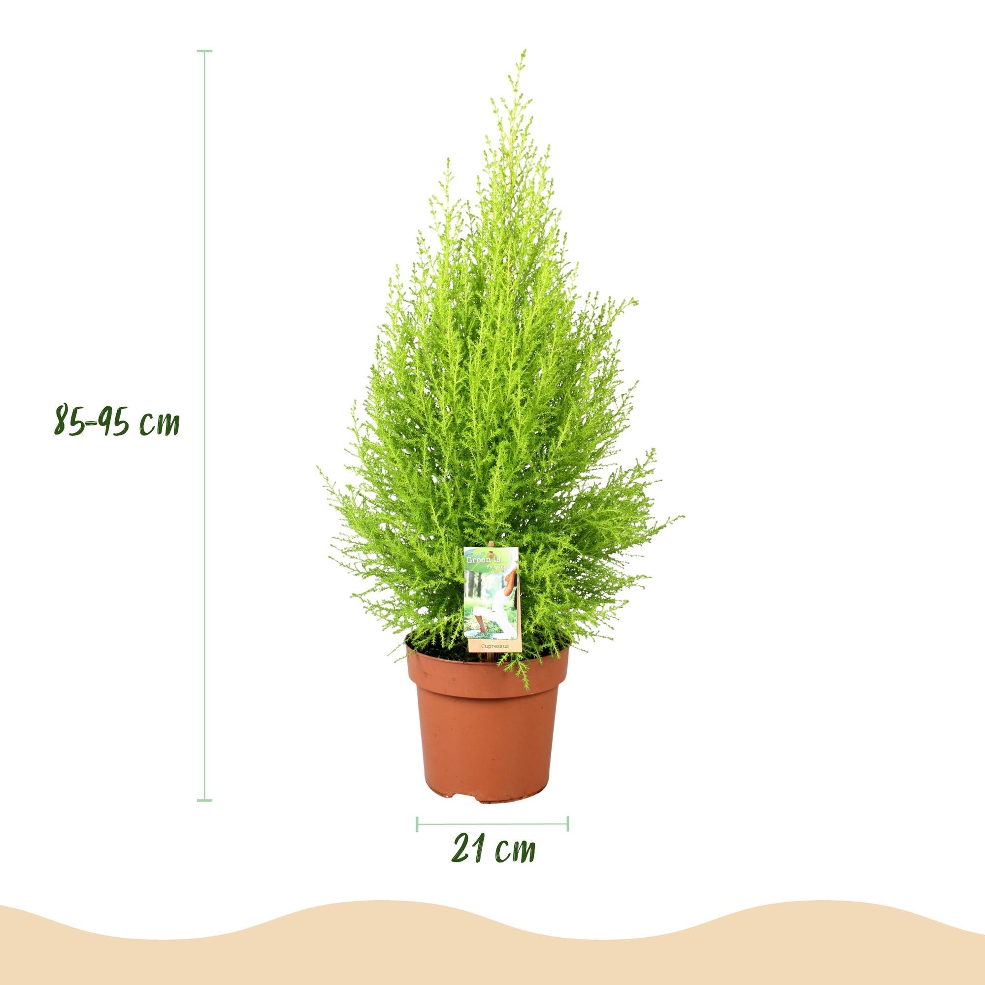 Cupressus Gold Crest Wilma – Zimmerkonifere – 21cm – Höhe 85-95cm – Pflegeleichte goldgrüne Pflanze für Wohnzimmer, Büro und moderne Interieurs – Plant
