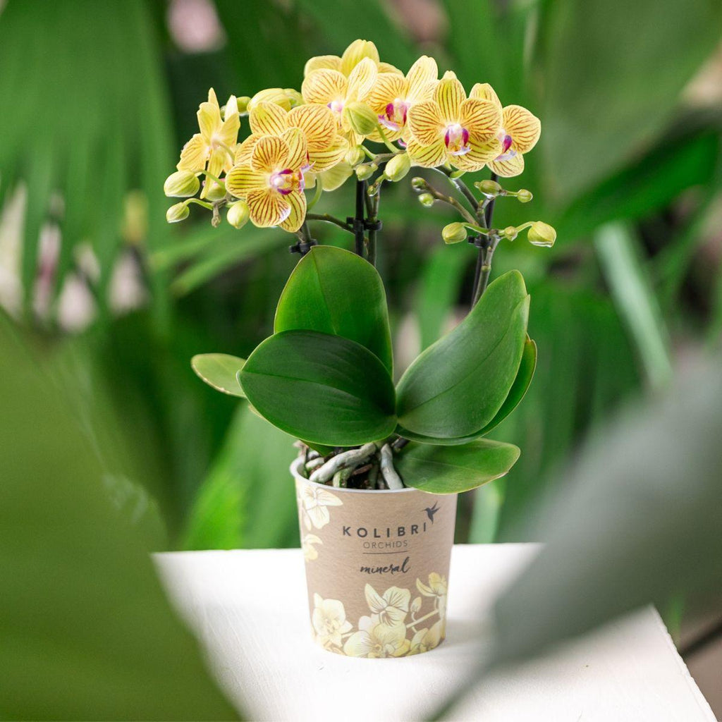 Phalaenopsis Orchidee Gelb ‘Lima’ – Ø9cm – Kompakte Zimmerpflanze mit 2-3 Blütenstielen – Gelbe Blüten mit rotem Muster & violetter Lippe – Plant