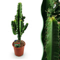 Euphorbia eritrea – Afrikanischer Milchbaum – 60cm – 17cm – Pflegeleichter Wolfsmilchkaktus in kräftigem Grün – Plant