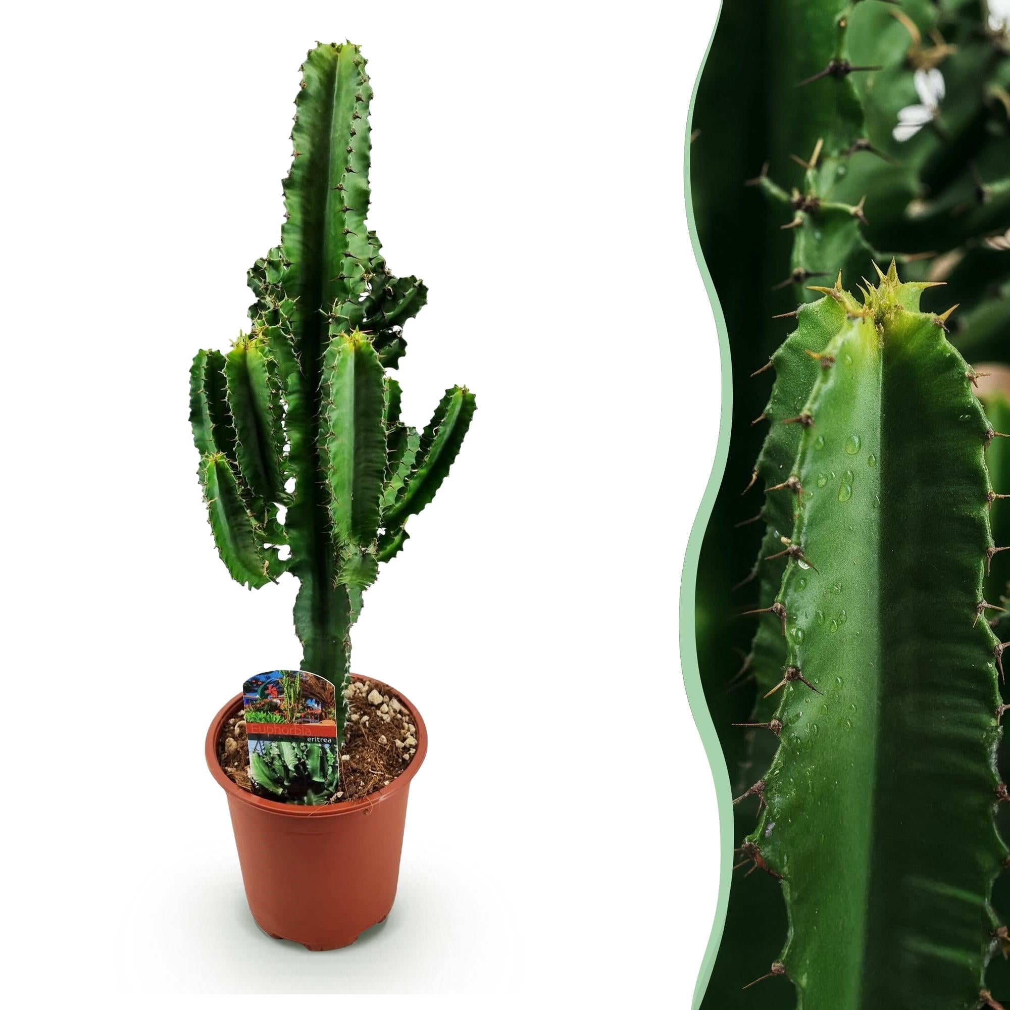 Euphorbia eritrea – Afrikanischer Milchbaum – 60cm – 17cm – Pflegeleichter Wolfsmilchkaktus in kräftigem Grün – Plant