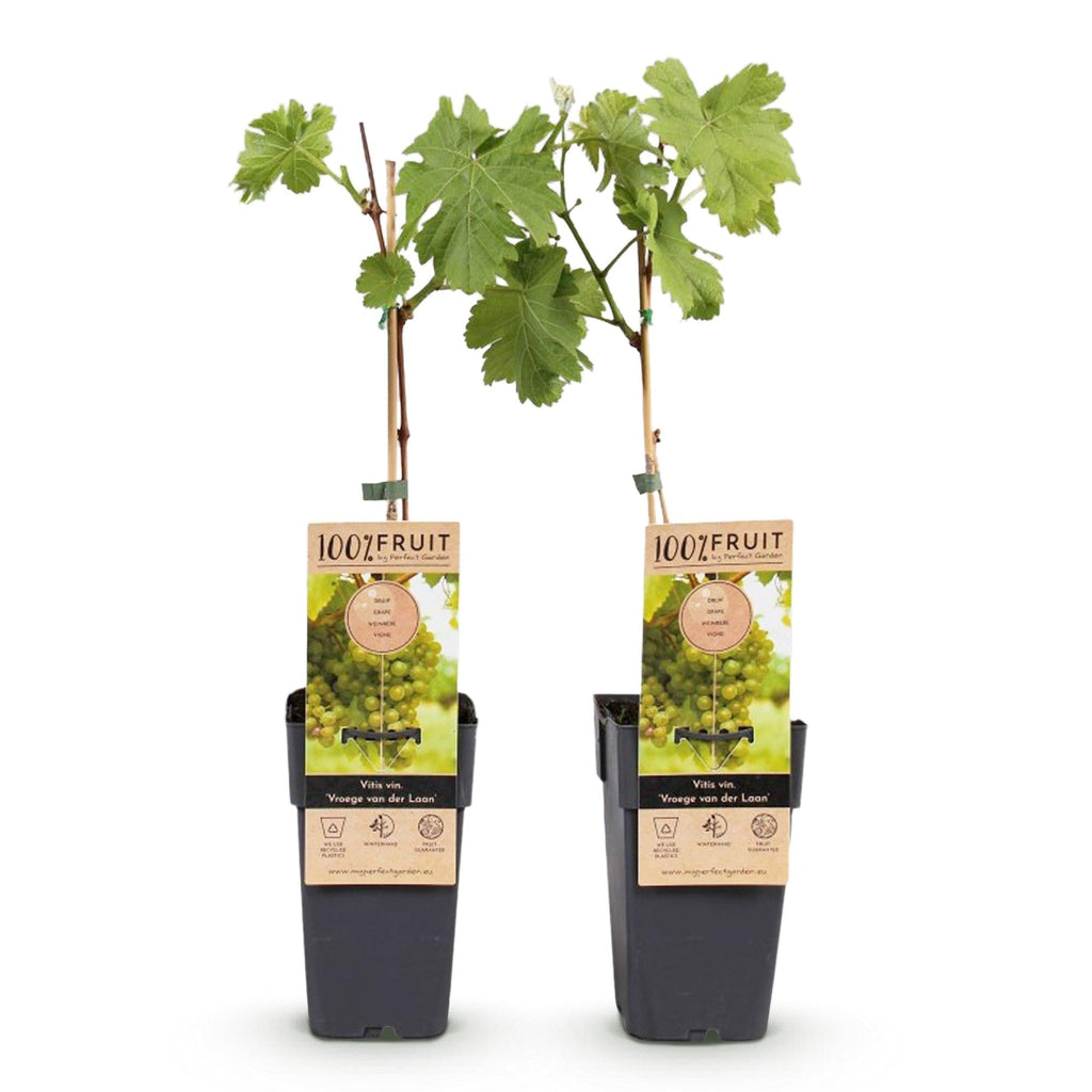 Weinrebe Vitis vinifera Frühzeit von der Laan – Weiße Traube – 2 Pflanzen – Obstpflanze – 15cm – Höhe 50cm – Plant