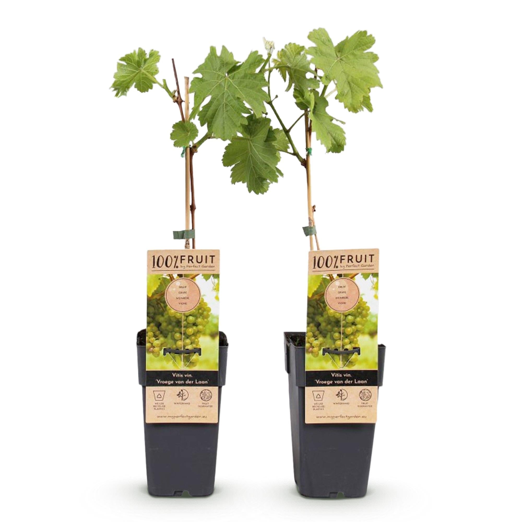 Weinrebe Vitis vinifera Frühzeit von der Laan – Weiße Traube – 2 Pflanzen – Obstpflanze – 15cm – Höhe 50cm – Plant