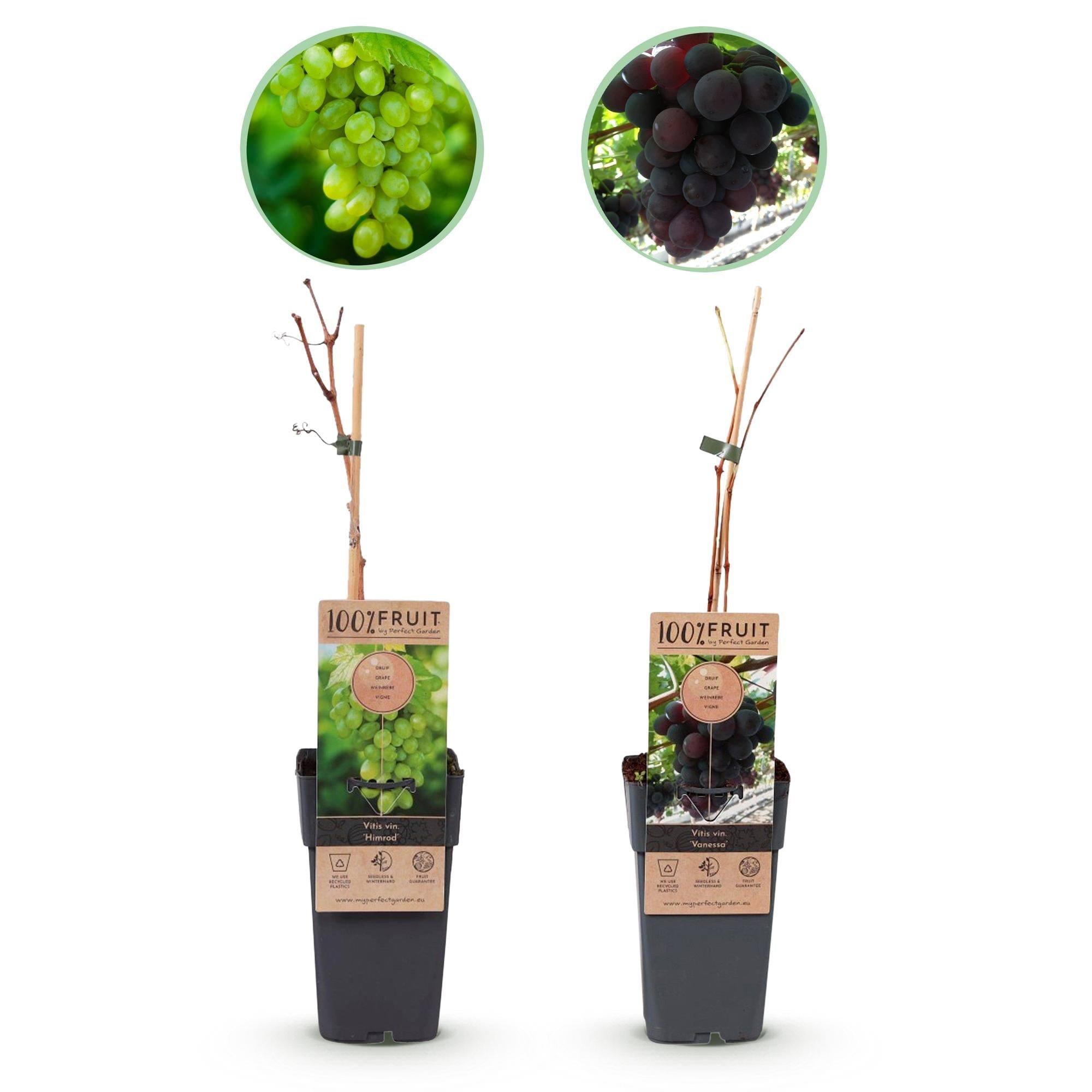 Weinrebe – Vitis vinifera Vanessa & Himrod – Kernlose lila & weiße Trauben – 2 Pflanzen – Obstpflanze – 15cm – Höhe 50cm – Plant