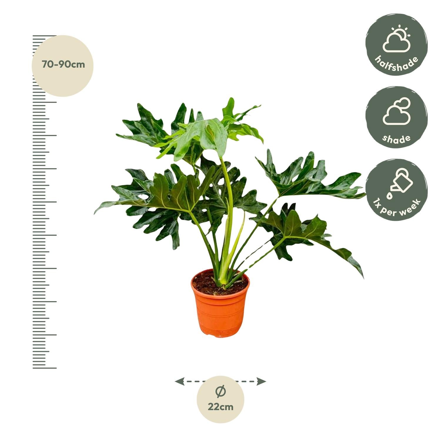 Baumfreund Philodendron Selloum – 60cm – Ø22cm – Tropische Zimmerpflanze mit großen, tief eingeschnittenen Blättern – Pflegeleicht & luftreinigend